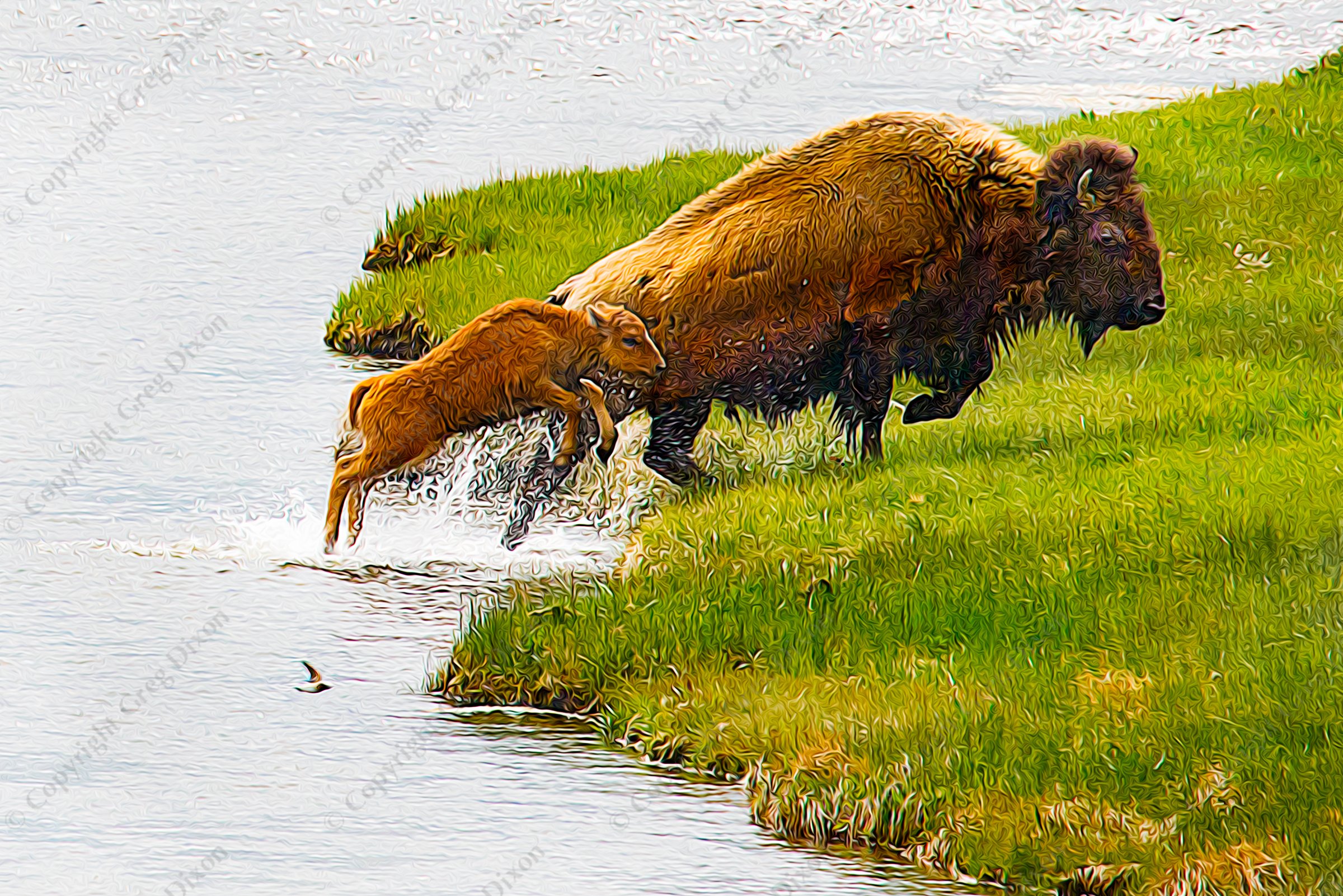 "Baby Bison Hop" A baby buffalo follows its mother out of Nez Perce Creek in Yellowstone National Park's Lower Geyser Basin on Tuesday, June 4, 2013 | Signature Edition Print by Greg Dixon | Digital Photograph with Digital Oil Painting Effect