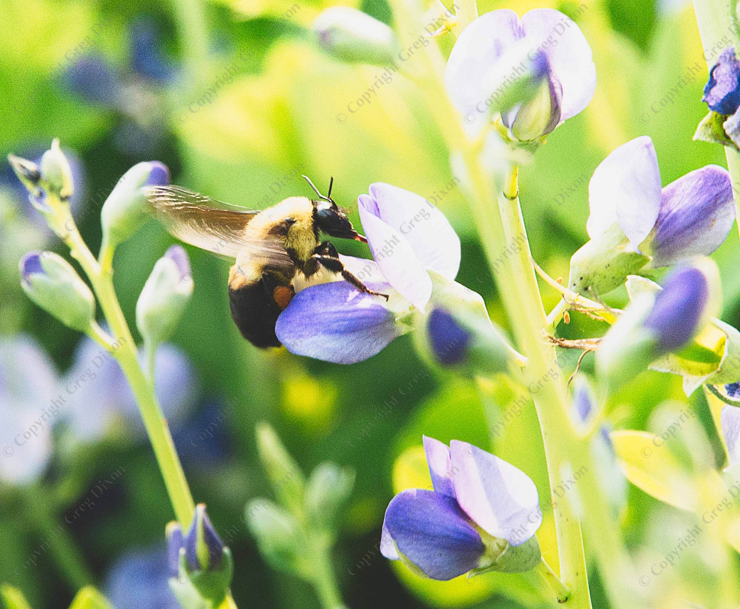 "Bumble Bee and Blue Wild Indigo J1T_050"   Aldo Leopold Nature Center   Madison, Wisconsin | A Brown Belted Bumble Bee queen (Bombus griseocollis) visits Blue Wild Indigo (Baptisia australis) at the Aldo Leopold Nature Center on Saturday, June 3, 2023 in Madison, Wisconsin | Limited Edition of 10 Prints by Greg Dixon | Digital Photograph