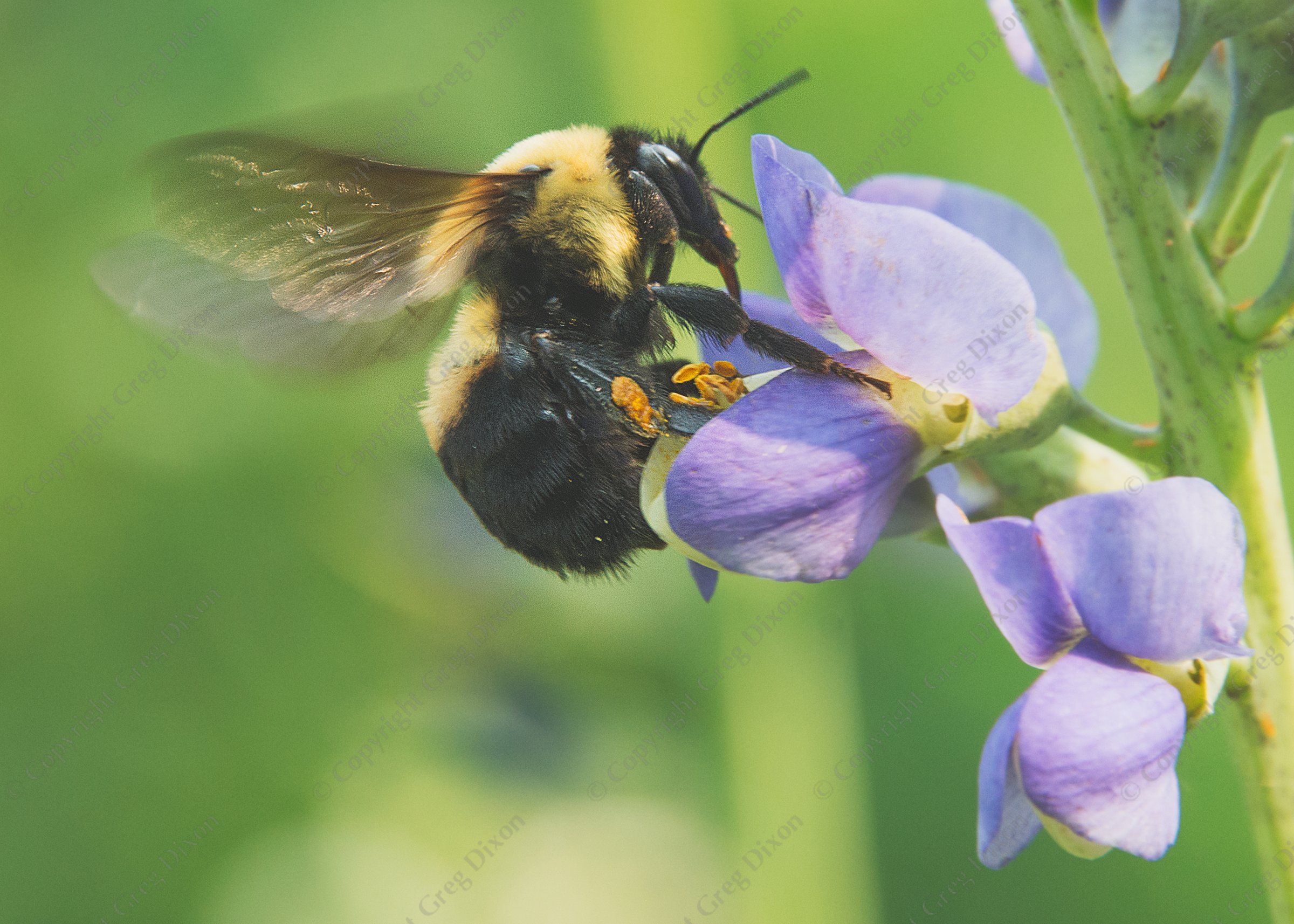 "Bumble Bee and Blue Wild Indigo J1T_093"  Aldo Leopold Nature Center  Madison, Wisconsin | A Brown Belted Bumble Bee queen (Bombus griseocollis) visits Wild Blue Indigo (Baptisia australis) at Aldo Leopold Nature Center on Saturday, June 3, 2023 in Madison, Wisconsin | Limited Edition of 10 Prints by Greg Dixon | Digital Photograph