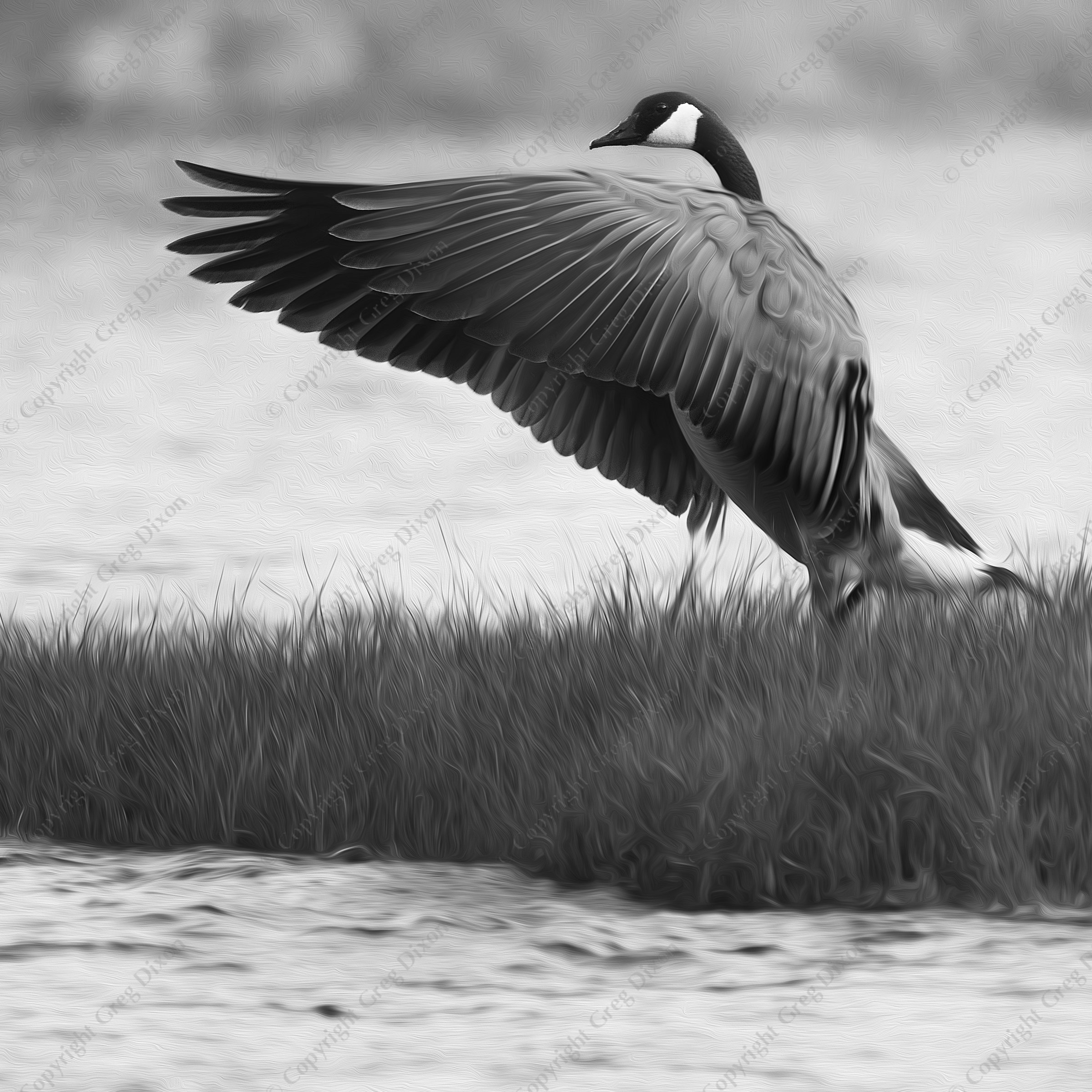 "Canada Goose"  Yellowstone National Park  Madison River | A Canada goose spreads its wings on an island in the Madison River on the evening of Monday, June 2, 2014 in Yellowstone National Park | Signature Edition Print by Greg Dixon | Digital Photograph with oil painting effect