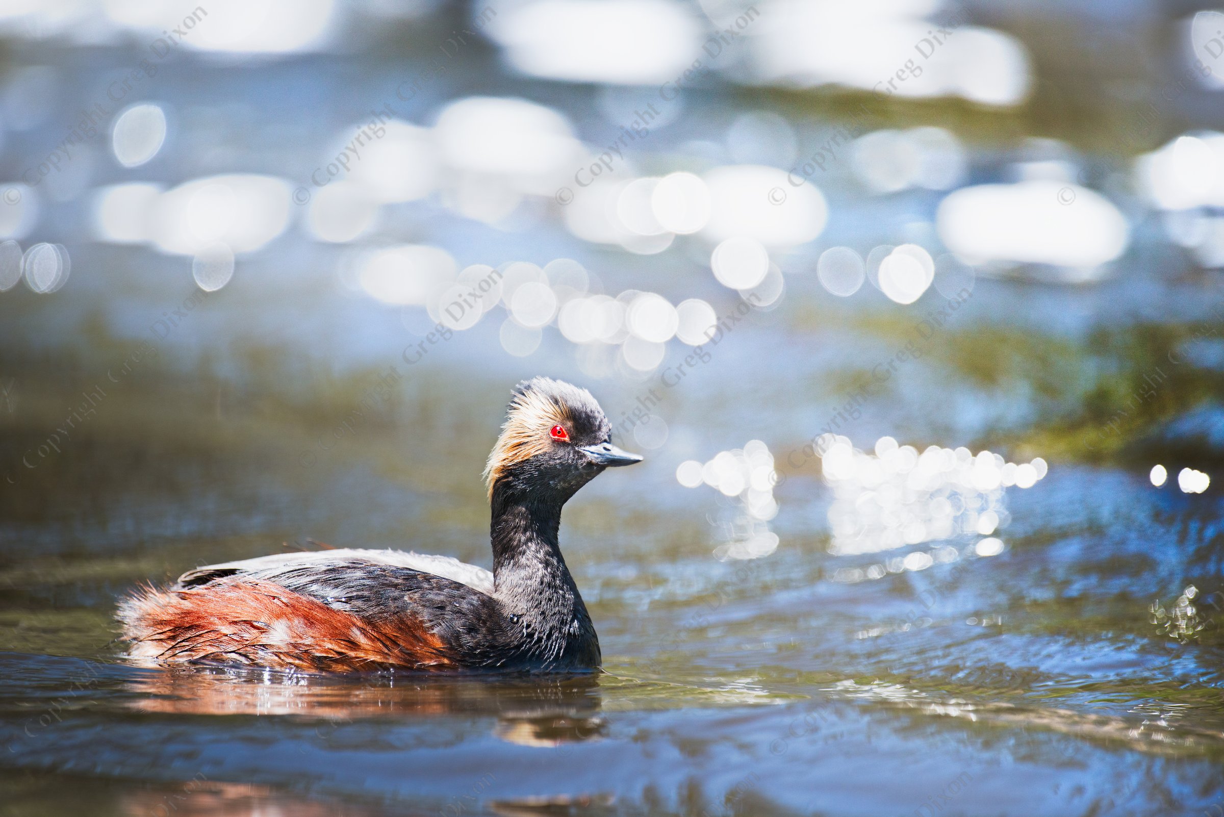 "Eared Grebe"  Yellowstone National Park  Firehole River | An eared grebe plays in Yellowstone's Firehole River on the morning of Friday, May 30, 2014 | Signature Edition Print by Greg Dixon | Digital Photograph