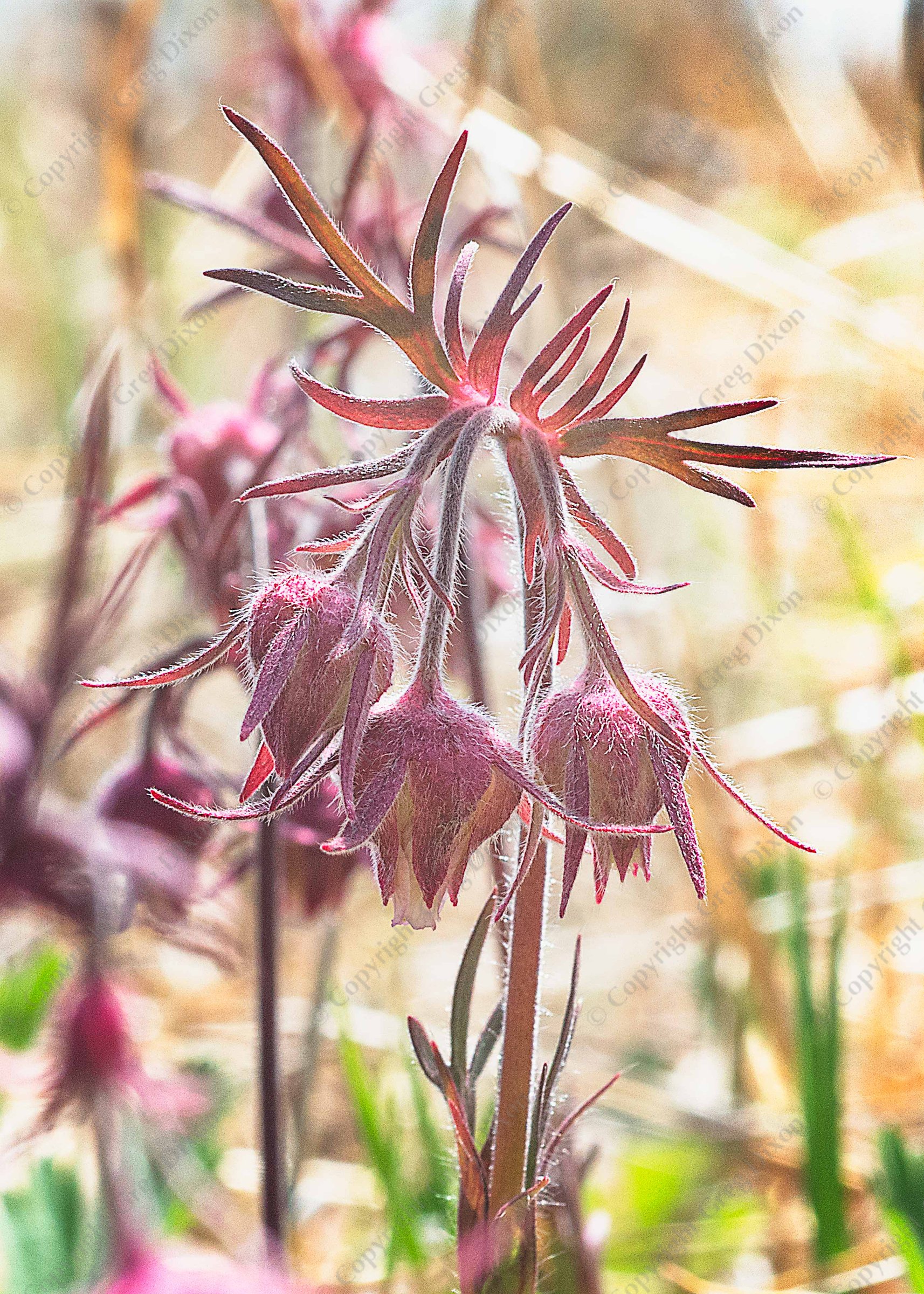 "Prairie Smoke J1H_25"  Walking Iron County Park  Mazomanie, Wisconsin | Prairie Smoke (Geum triflorum) at Walking Iron County Park on Tuesday, May 9, 2023 in Mazomanie, Wisconsin | Limited Edition of 10 Prints by Greg Dixon | Digital Photograph