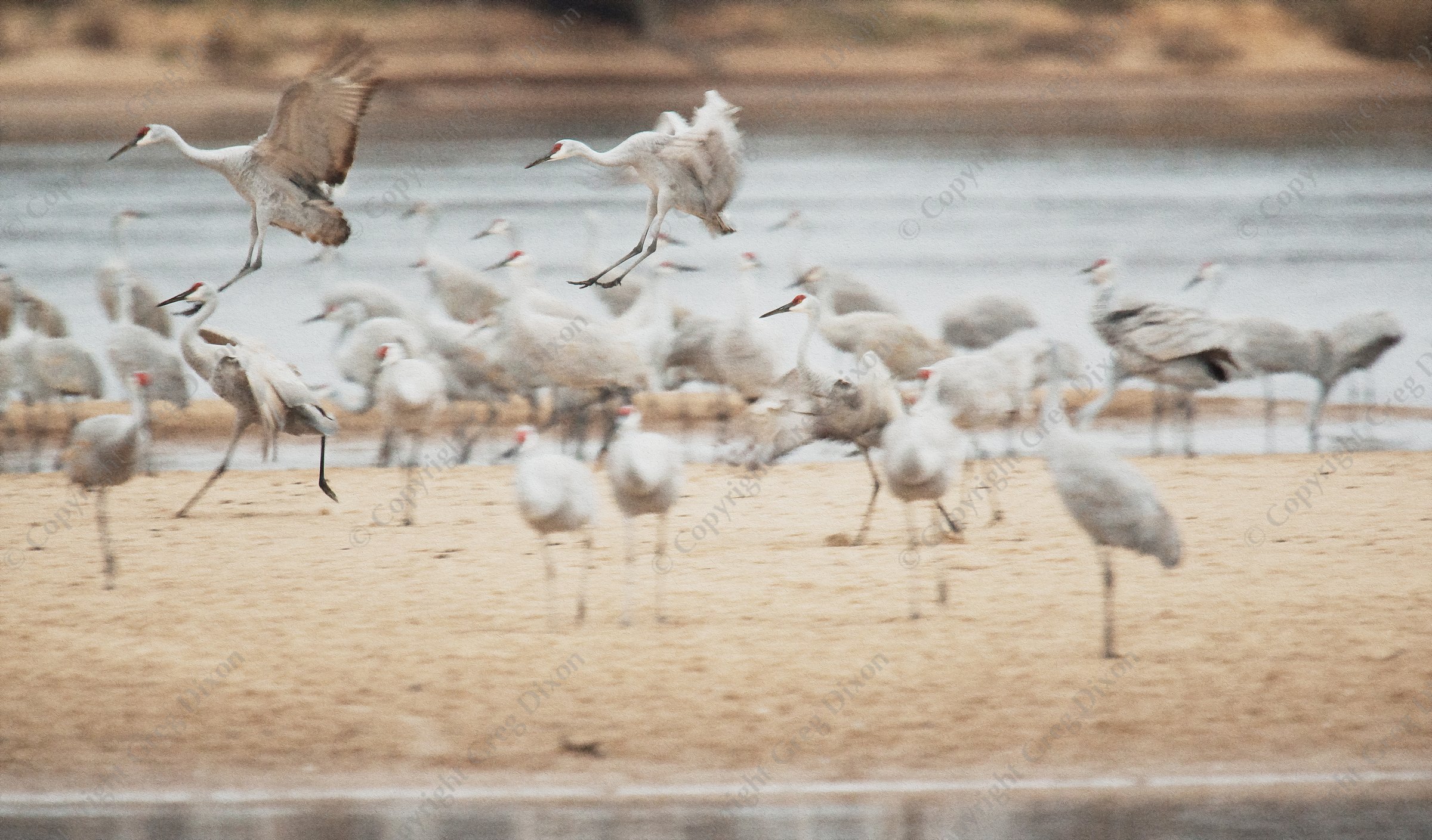 "Sandhill Crane Migration G1E_0061"  Aldo Leopold Foundation  Wisconsin River | Sandhill cranes find a place to land on busy Helena Island at the Aldo Leopold Foundation on Saturday, November 25, 2016. Thousands of birds traverse the Wisconsin river during the fall migration. | Signature Edition Print by Greg Dixon | Digital Photograph with oil painting effect