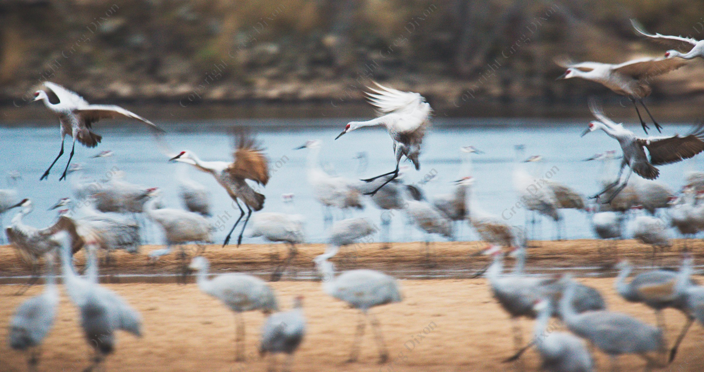 "Sandhill Cranes Landing"  Aldo Leopold Foundation  Baraboo, Wisconsin | Sandhill cranes land along a crowded Helena Island along the Wisconsin River, on Saturday, November 25, 2016 during the fall migration | Signature Edition Print by Greg Dixon | Digital Photograph with oil painting effect