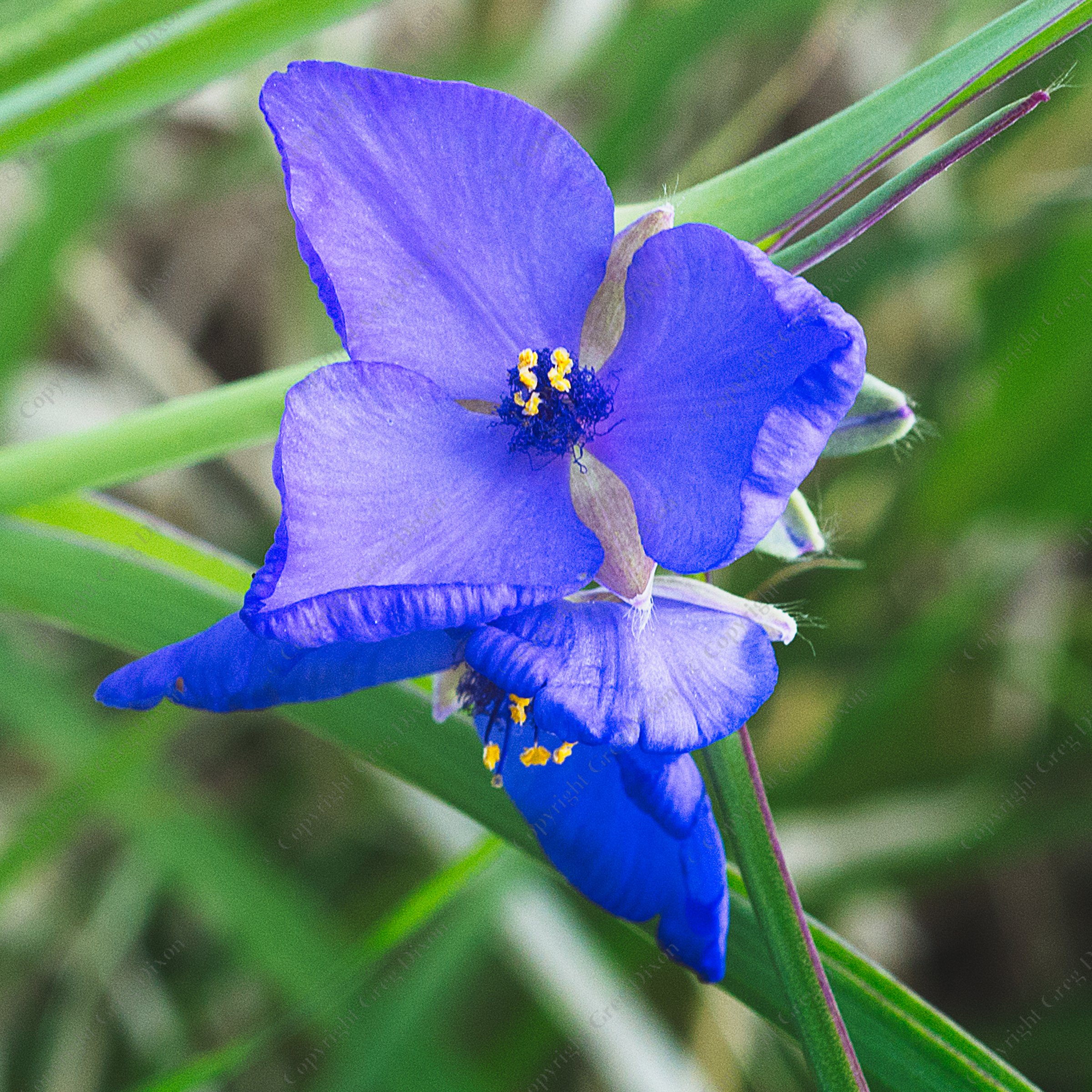 "Spiderwort"  Pheasant Branch Conservancy  Middleton, Wisconsin | Spiderwort, a wildflower native to Wisconsin, is pictured at Pheasant Branch Conservancy on Wednesday, May 31, 2023 in Middleton, Wisconsin | Signature Edition Print by Greg Dixon | Digital Photograph