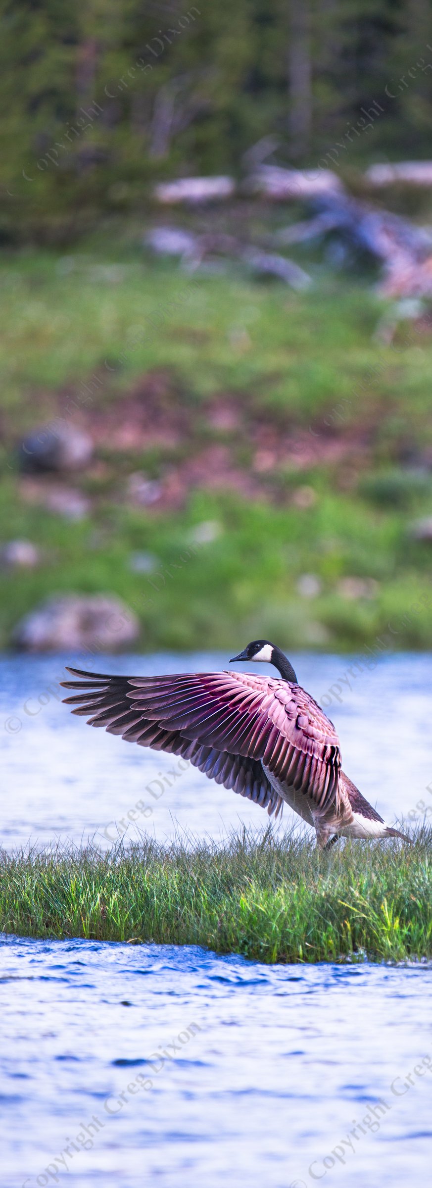 "Wings of Madison River"  Yellowstone National Park | A Canada goose airs its wings on an island in Yellowstone National Park's Madison River on Monday, June 2, 2014 | Signature Edition Print by Greg Dixon | Digital Photograph